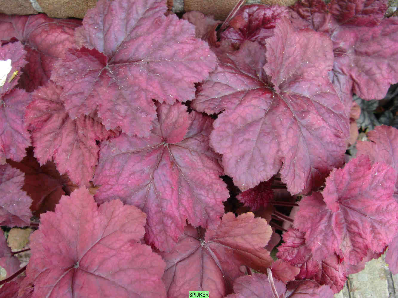 Heuchera villosa 'Plum Power'